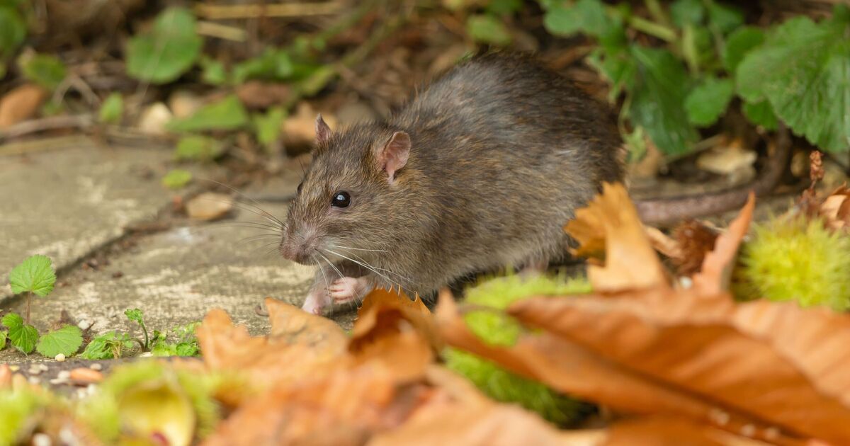 Amazon shoppers praise rat and mice deterrent that 'really works'